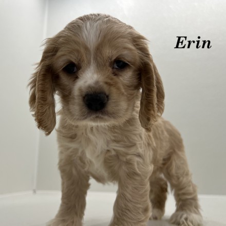 puppy, for, sale, Cocker Spaniel, Joe & Cherri  Overlease, dog, breeder, Miller, MO, dog-breeder, puppy-for-sale, forsale, nearby, find, puppyfind, locator, puppylocator, aca